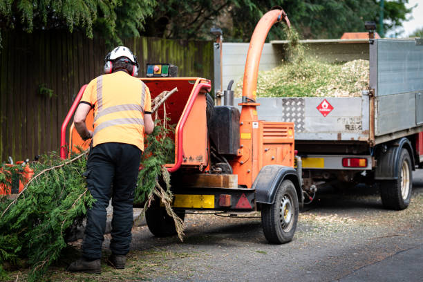 Reliable Huxley, IA Tree Care Services Solutions